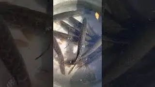 Это не щуки маленькие, это таз большой🤣