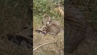 cats and dogs 🐕 ❤ ♥