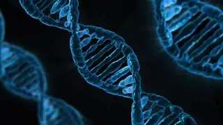 DNA Replication
