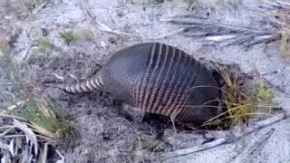What is this  FLORIDA ARMADILLO DIGGING for????