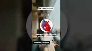 ЖҮРЕК АУСКУЛЬТАЦИЯСЫ Дәрігерлер жүректен не тыңдайды?👩‍⚕️ 