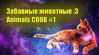 Funny Animal ^_^ Веселые животные, коубы с животными | Coub