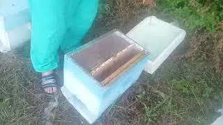 и снова однорамочные отводки. Как приняли не плодных пчеломаток?