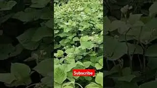 Shilpa shimle waliye#trading #song #pahadi #dogrisong #himachali #shorts #vairalsong