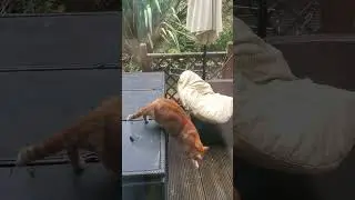 Bert's mimicking his nemesis