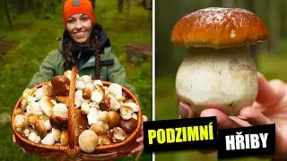 Šumava je plná hřibů - co jsem našla v podzimním lese?