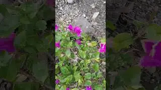 Бугенвилия