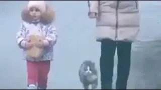 кот-ниндзя