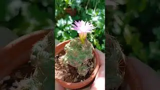 Escobaria hesteri🩷 