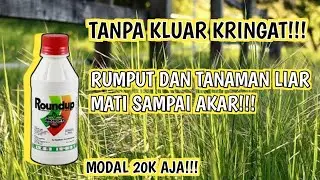 CARA ATASI RUMPUT DAN TANAMAN LIAR SAMPAI KE AKAR