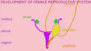 DEVELOPMENT OF THE FEMALE REPRODUCTIVE SYSTEM