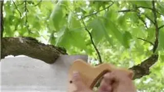 Landscaping : How to Trim your Trees