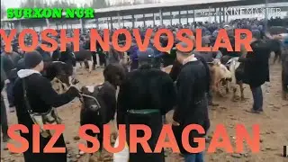 28.02.2020 YOSH NOVOSCHALAR SURXONDARYO UZUN JUMA MOL BOZORI NARXLARI SIZ SURAGAN NAVOSCHAR