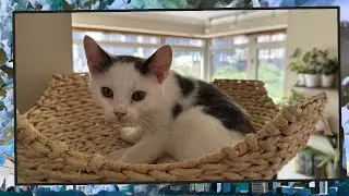 Foster Kitten Livestream (S11, E32) - Sep 4, 2024