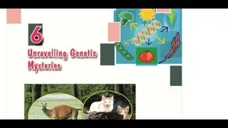 Class 10, Biology, Chapter 6, Unraveling Genetic Mysteries