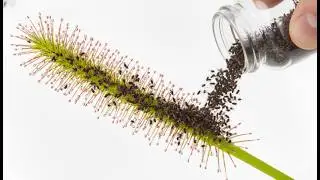 1,000 Flies vs 5 Carnivorous Plants