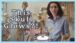 REAL EXPLODED SKULL WITH A TWIST