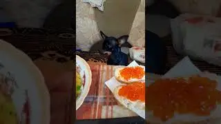 русский той 