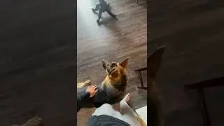 Enzo is jelly of the other dog at the dog park