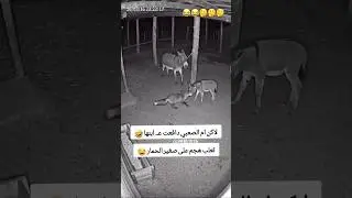 حمار دافع عن صغيرة من الثعلب 😂 #funny #abu_qais24 #shorts