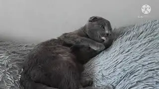 Наш кот Тимка...😻