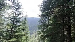 Tall Trees of Churdhar | #CalmPeace