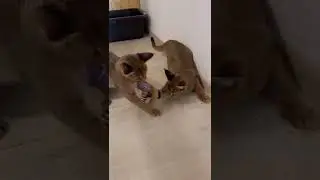 Caracat & Каракет