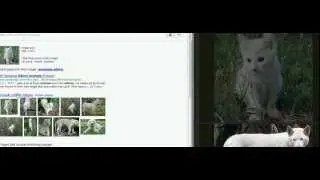 google image search visually similar drag and drop