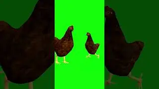 Chicken rooster #3danimation #greenscreen