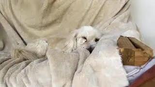 Tony the Dog Father Animal Rescue Centre Appeal video