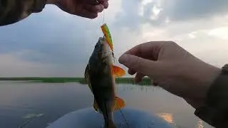 #shorts на Itumo Popsy ВЗЯЛ ПРИЛИЧНЫЙ ОКУШОК