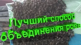 Профессор Кашковский: Самый лучший вариант объединения роёв
