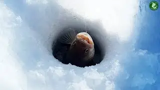 ИКРЯНОЙ СУДАК НЕ ЛЕЗЕТ В ЛУНКИ! РЫБАЛКА НА ТОБОЛЕ С НОЧЕВОЙ, ЛОВИМ СУДАКА НА ЖЕРЛИЦЫ И ГИРЛЯНДЫ!