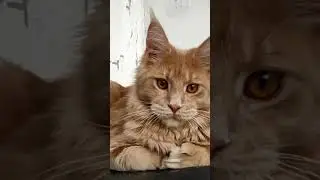 Девочка кремовая полидакт