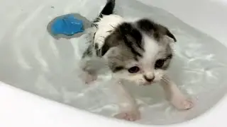 Первая ванна для котенка #shorts