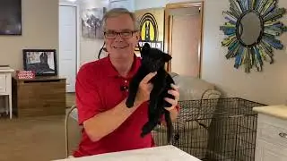 What to do About PUPPY CHEWING with German Shepherd Man