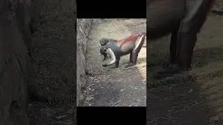 Мартышки Диана, Новосибирский зоопарк