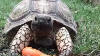 Azumi capturando una zanahoria