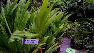 Nursery Tour - II | Birds| JEC Road | Jorhat | Assam | India