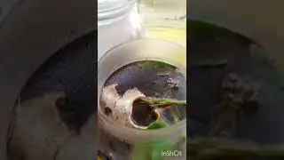 Чай пить - приятно жить! ☕