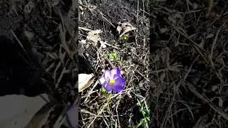 Крокус расцвел 😊