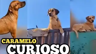 These caramel dogs have already taken over the world lol 🤣🤣🤩🥰🥰 - 3 - 
