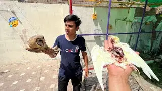 Owl Na Parrot Ko Mar Dala 😰