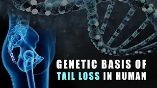 Genetic Basis of Tail Loss in Human