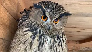 Who's there? White- tailed eagles and eagle-owl