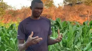 How we grow and make organic fertilizer using plants
