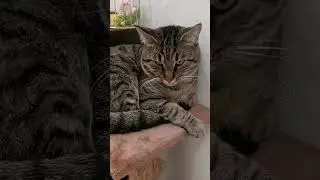 Кот #shorts #кот #юмор #фомина