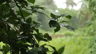 Canon 50mm 1.8 lens background blur video raw footage | no edit | Canon 3000d dslr