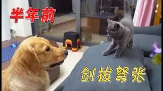 The kitten just arrived at the new home and was so afraid of the big golden retriever