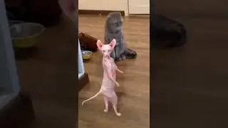 Танцующий сфинкс🤣😜🐈